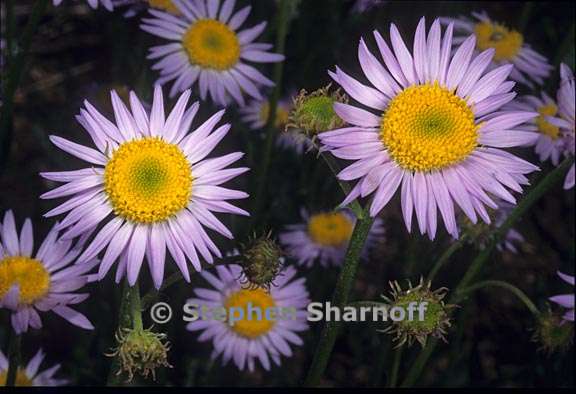 erigeron glacialis var glacialis 12 graphic